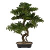 Bonsai artificial Polin, ghiveci ceramic, H.86 cm, 206547