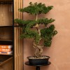 Bonsai artificial Polin, ghiveci ceramic, H.86 cm, 206547