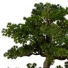 Bonsai artificial Polin, ghiveci ceramic, H.86 cm, 206547