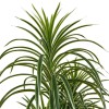 Dracaena artificial, H.180 cm, 218965