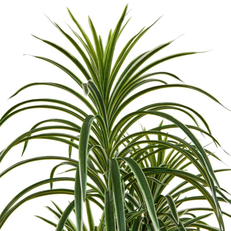 Dracaena artificial, H.180 cm, 218965