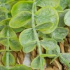 Planta artificiala suspendata, H.70 cm, 204255