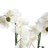 Orhidee artificiala, vaza ceramica alba, H.53 cm, 136510B