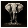 Tablou canvas Animaux, 100x100 cm, 158209