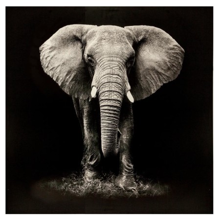 Tablou canvas Animaux, 100x100 cm, 158209