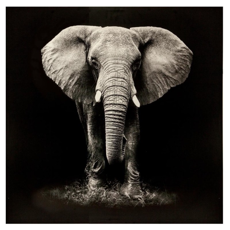 Tablou canvas Animaux, 100x100 cm, 158209